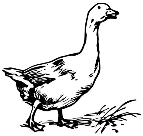 Free Vector Art: Goose Goose Tattoo, Tattoo Sheet, Silly Goose, Electric Fence, Outline Drawings, Creative Posters, Little Birds, Family Crest, Free Vector Art