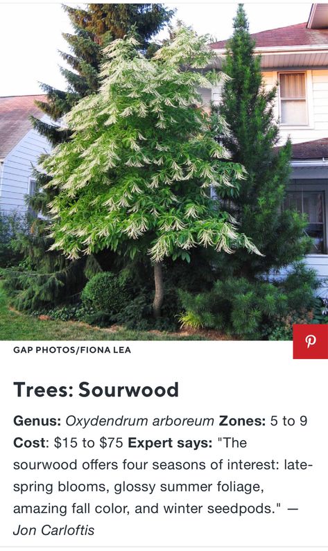 Sourwood tree for accent Montana Homes, Tree Seeds, House Landscape, Seed Pods, Spring Blooms, Landscape Trees, Summer Garden, Secret Garden, Four Seasons