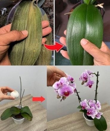 Potted Plants Patio, Repotting Orchids, Orchid Roots, Windowsill Garden, Homemade Cleaning Solutions, Diy Sprays, The Orchid, Orchid Care, Garden Recipes