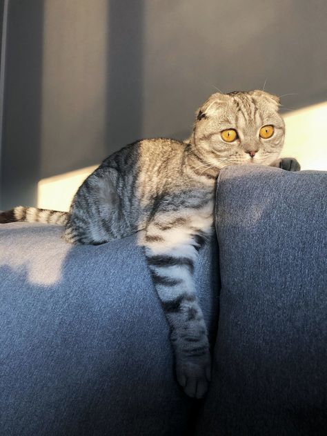 Scottish Fold Kitten. Grey cat folded ears Scottish Fold Kitten Grey, Scottish Fold Kitten, Domesticated Animals, Scottish Fold Kittens, Scottish Fold Cat, Fold Cat, Grey Cat, Scottish Fold, Domestic Cat