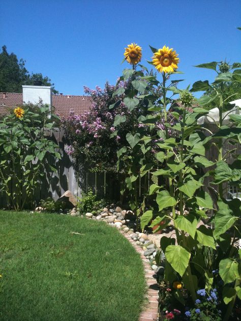 Sunflower garden!  They are fantastic for the environment and your body <3 Sunflower Garden Ideas, Sunflower Backyard, Backyard Vacation, Modern Greenhouses, Best Greenhouse, Planting Sunflowers, Beautiful Home Gardens, Easy Plants To Grow, Indoor Greenhouse