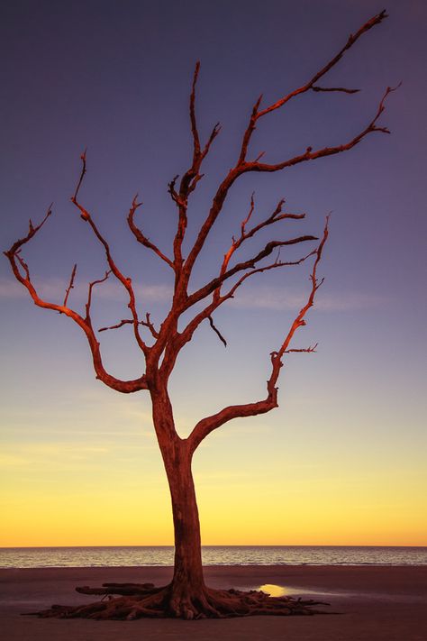 Tree Aflame Driftwood Beach, Landscape Photography Tips, Digital Photography School, Photography Help, Photography Images, Tree Photography, Photography 101, Tropical Landscaping, Photography Techniques