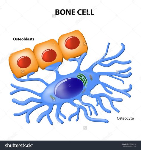 Cell Diagram, Diagram Design, Anatomy, Bones, I Hope, Science, Collage, Pins, Quick Saves