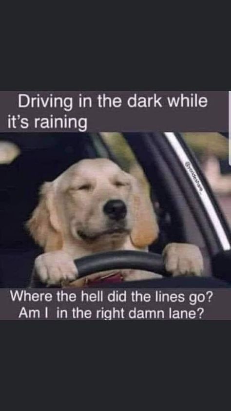 Driving Humor, What I Like About You, Facebook Humor, Pet Peeves, Snow Storm, Twisted Humor, Funny Signs, Bones Funny, Funny Cute