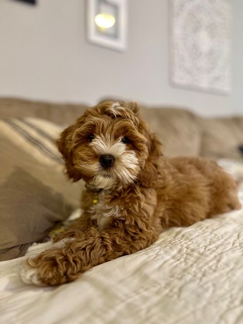 Our sweet, sweet Murphy! We love our little guy so much. 🤍 Dog, dog lover, dogs, cocker spaniel, poodle, cockapoo Cocker Spaniel Poodle, Sweet Sweet, Dog Dog, Mulch, Pinterest Board, Cocker Spaniel, Spaniel, Dog Lover, Dog Lovers