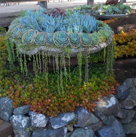 35 Succulent Gardening Ideas for Small Creative Container Designs Cascading Succulents, Succulent Garden Design, Container Ideas, Succulent Gardening, Succulents In Containers, Succulent Garden, Cactus Y Suculentas, Cactus Garden, Succulent Pots