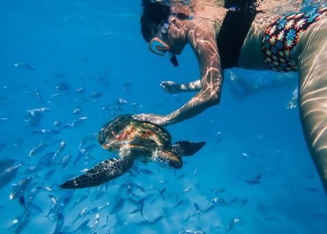 10+ Best Snorkeling Location In Mauritius | Where to swim with the turlres Diving Australia, Body Guide, Ocean Turtle, Best Snorkeling, Turtle Bay, Blue Bay, Remote Island, In Sync, North Beach