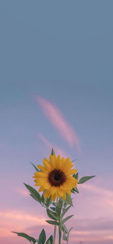 Flowers Photography Wallpaper, Beautiful Wallpaper For Phone, Flower Iphone Wallpaper, Sunflower Wallpaper, Cute Flower Wallpapers, Wallpaper Nature Flowers, Pretty Landscapes, Flower Background Wallpaper, Pretty Wallpapers Backgrounds