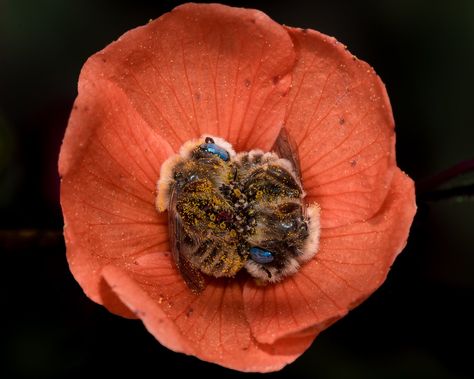 Globe mallow bees - Photos of Bees Sleeping in a Flower