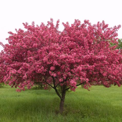 Shrub expert Michael Dirr calls this one ‘spectacular’ and we agree. The red buds of this Crabapple open into stunning reddish pink flowers.... Flowering Crabapple Tree, Trees With Red Leaves, Fast Growing Shade Trees, Flowering Crabapple, Emerald Green Arborvitae, Prairie Fire, Leyland Cypress, Betula Pendula, Growing Trees