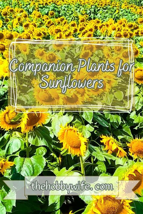 companion plants for sunflowers Herb Companion Planting, Pepper Companion Plants, Tomato Companion Plants, Diy Fertilizer, Growing Thyme, Best Companion Plants, Companion Planting Vegetables, Sage Plant, Planting Sunflowers