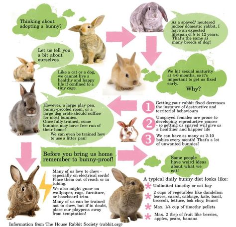 basic bunny care info - jack & birdie's Rabbit Infographic, House Infographic, Adopt A Bunny, Rabbit Information, Pet Rabbit Care, All About Rabbits, Raising Rabbits, Indoor Rabbit, Bunny Care