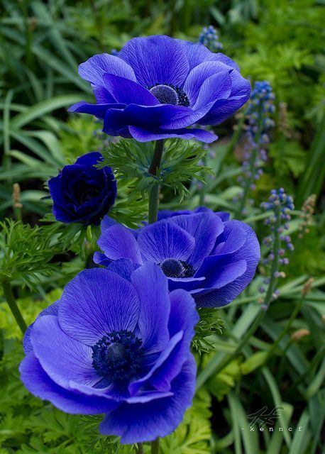 Flower Garden Plans, Painting The Roses Red, Longwood Gardens, Anemone Flower, Blue Garden, Diy Spring, Pretty Plants, Colorful Garden, Exotic Flowers