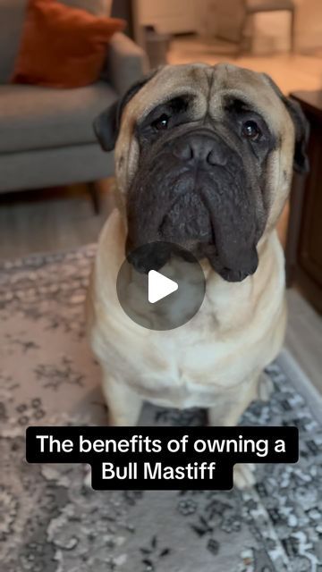 Big Meech on Instagram: "🤣🐶❤️

#bullmastiff #mastiff #bigdogsofinstagram #sweetboy #funnyvideos #explorepage #explore #reels" English Mastiff Puppy, English Bullmastiff, Bullmastiff Dogs, Bullmastiff Puppies, Big Meech, Bull Mastiff Dogs, Bull Mastiff Puppies, English Mastiff Dog, English Mastiff Puppies