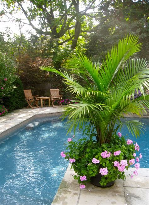 Plants Around Pool, Outdoor Pool Decor, Palm Trees Garden, Amazing Pools, Pool Plants, Front Porch Flowers, Poolside Decor, Summer Planter, Tanaman Indoor