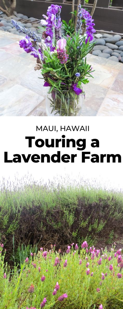 Maui Lavender Farm, Growing Lavender From Seed, Infused Food, Spanish Lavender, Growing Lavender, Maui Travel, Farm Tour, Lavender Farm, Lavender Plant