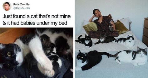 Guy Doesn't Even Own A Cat, Ends Up Finding 5 In His Room, Posts A 2-Year Update On The Cat Family | Bored Panda Funny Cat Images, Black And White Kittens, Funny Cat Faces, Little Live Pets, Funny Cat Photos, Lots Of Cats, Cute Little Kittens, Owning A Cat, Cat Family