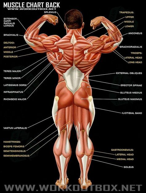 Muscle chart back Muscle Names, Fitness Mantra, Body Muscle Anatomy, Muscles Anatomy, Muscle Diagram, Human Skeleton Anatomy, Human Muscle Anatomy, Muscle Structure, Human Body Anatomy