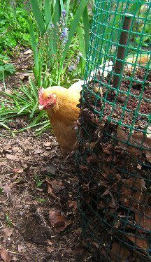 Potato Towers: How To Make Vertical Garden Beds for Tubers Garden Design Patio, Potato Towers, Baking Potatoes, Potato Tower, English Garden Design, Vertical Garden Indoor, New Potatoes, Garden Solutions, Tower Garden