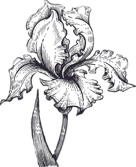 Iris Sketch Flower, Iris Flowers Illustration, Iris Tattoo Black And White, Iris Drawing Flower, Iris Illustration, Skin Doodles, Iris Drawing, Iris Tattoo, Black And White Vector