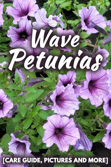 Wave Petunias [Care Guide, Pictures and More] – Garden Tabs Wave Petunias Planter, Petunia Planter, Petunia Tattoo, Petunia Care, Garden Edger, Wave Petunias, Easy Waves, Garden Flower Beds, Garden Fun