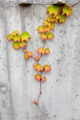 Academic Ivy by R A Pyke (SweRon) Ivy Photography, Leaves Photography, Leaf Photography, Ivy Leaves, Fall Landscape, In Memoriam, Ivy Leaf, Fabulous Fall, Wall Background