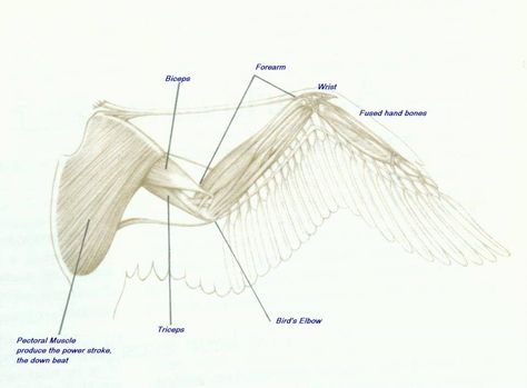 Musculature of a crow's wing. Gym Murals, Monster Anatomy, Bird Monster, Wing Anatomy, Creature Anatomy, Bird Anatomy, Muscle Diagram, Bird Puppet, Monster Tattoo