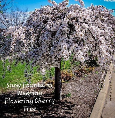 'Prunus' Snow Fountain® Weeping Flowering Cherry Tree Snow Fountain Weeping Cherry, Small Weeping Trees, Flower Bed Decor, Weeping Cherry Tree, Weeping Trees, Weeping Cherry, Flowering Cherry Tree, Japanese Tree, Organic Mulch