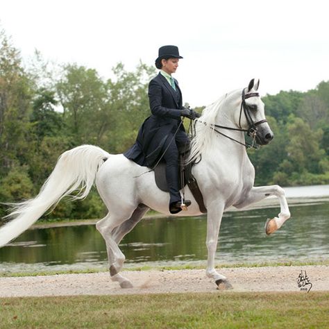 Hucksbar :: Rooker Training Stable.   #ArabianHorses #ArabianHorseAssociation #Beautiful Horse Spirit Animal, American Saddlebred Horses, Horse Dance, Horse Riding Outfit, American Saddlebred, English Horse, Beautiful Arabian Horses, Show Horse, Most Beautiful Horses