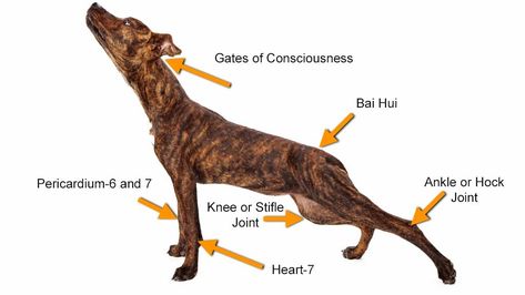 Acupuncture Point, Signs Of Inflammation, Acupressure Massage, Stomach Issues, Pulse Points, Acupuncture Points, Acupressure Points, Medical News, Pressure Points