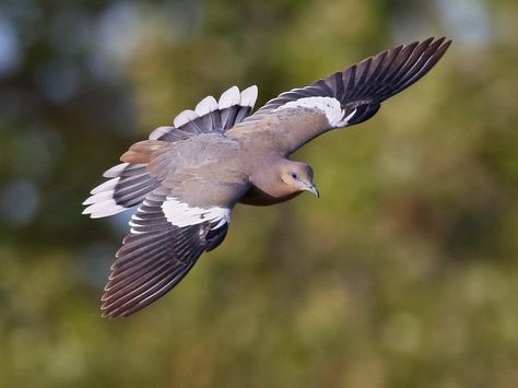 White-winged Dove 8.11.18 White Winged Dove, Rock Pigeon, White Wing, White Tips, Dark Wings, Dove Bird, White Wings, The Wing, Tail Feathers