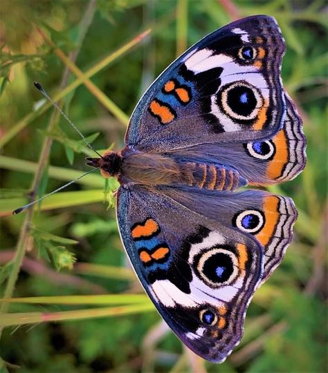 Tropical buckeye butterfly Tropical Insects, Butterfly Photography Nature, Buckeye Butterfly, Tropical Butterfly, Papillon Butterfly, Beautiful Butterfly Pictures, Beautiful Butterfly Photography, Insect Photography, Butterfly Art Painting