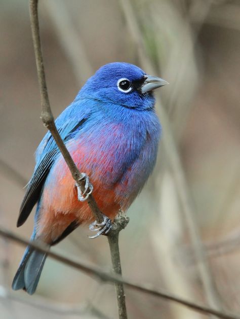 Rose-bellied bunting (Passerina rositae) Nosara, Kinds Of Birds, Airbrush Art, Nature Birds, Backyard Birds, Exotic Birds, Bird Pictures, Pretty Birds, Bird Photo