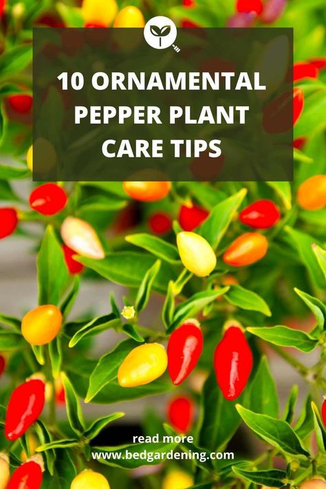 Ornamental Peppers, Ornamental Pepper Plant, Pepper Plant Care, Get Rid Of Aphids, Long Planter, Types Of Peppers, Vegetable Garden Tips, Home Grown Vegetables, Seed Packaging