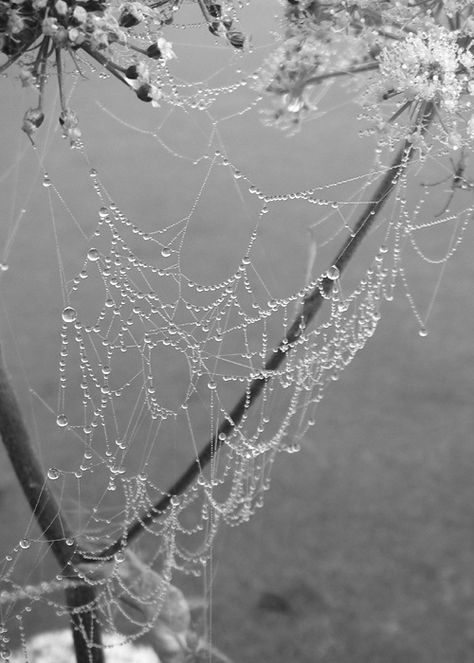 Photo Spider Webs, Dew Drops, Water Droplets, Rain Drops, Spider Web, Nature Beauty, Natural World, Beautiful Artwork, Beautiful World