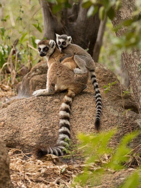 Madagascar Culture, Madagascar Animals, Madagascar Travel, Jesus And Mary Pictures, Around The World In 80 Days, Dream Vacations Destinations, Travel Log, Travel Wishlist, Dream Holiday