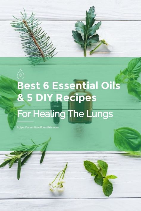 Lung Healing, Morning Verses, Essential Oils For Healing, Oils For Healing, Lung Cleanse, Lung Detox, Holistic Health Nutrition, Lung Health, Healthy Lungs