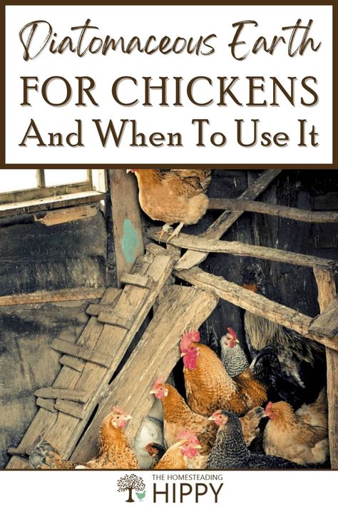 Facts About Chickens, Chicken Ladder, Herbs For Chickens, Chicken Perches, Chicken Facts, Training Chickens, Chicken Roost, Chicken Poop, Types Of Chickens