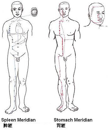 Spleen and Stomach Meridians Yin Yoga For Stomach And Spleen, Stomach Meridian, Spleen Qi Deficiency, Chinese Medicine Spleen, Bladder Meridian, Kidney Meridian, Spleen Meridian, Yin Sequence, Large Intestine Meridian