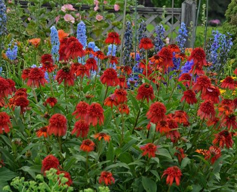 Echinacea 'Hot Papaya' (Coneflower) Growth Pictures, Monet Garden Giverny, Perennial Border, Echinacea Purpurea, Proven Winners, How To Attract Birds, Starter Plants, Attract Butterflies, Plant Combinations