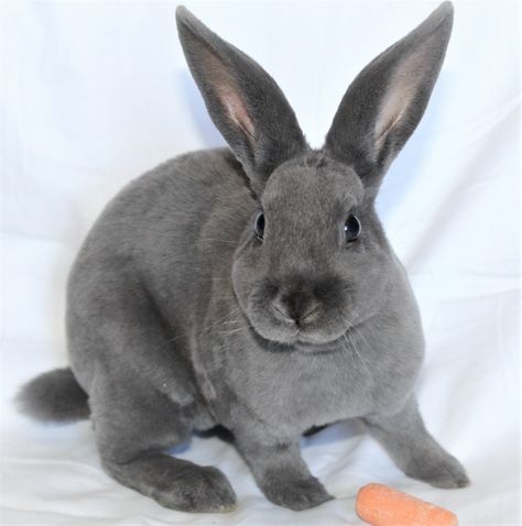 Blue Mini Rex Bunny Mini Rex Bunny, Mini Rex Bunnies, Rex Bunny, Bunny Breeds, Mini Rex Rabbit, Sweet Disposition, Blue Rabbit, Bunny Images, Watership Down