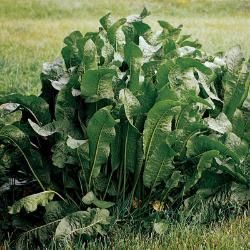 View this product for details about its characteristics and for care and maintenance instructions. Horseradish Plant, Growing Horseradish, Fruit Growing, Fresh Horseradish, Growing Raspberries, Growing Grapes, Soil Ph, Small White Flowers, Replant