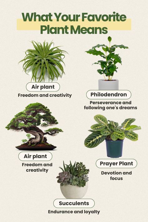 Did you know that certain plants can have symbolic meanings? Let’s find out which plant best reflects your own personality. #houseplants #urbanjungle #interior_and_living #greenliving #indoorgarden Plant Symbolism, Plant Care Houseplant, Prayer Plant, Best Indoor Plants, Outdoor Plant, House Plant Care, Plant Mom, Gardening For Beginners, Cool Plants