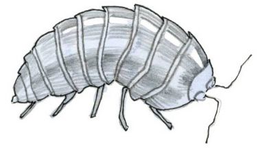 pill bug sketch Pill Bug Art, Pill Bug Drawing, Potato Bug Tattoo, Pill Bug Tattoo, Isopod Drawing, Potato Bugs, Bugs Drawing, Pill Bug, Scientific Drawing