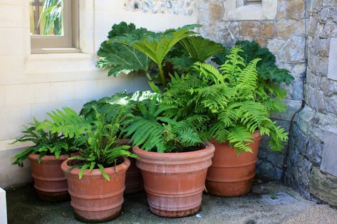 Hardy evergreen ferns for winter colour and all year shape Gunnera Plant, Outdoor Ferns, Evergreen Ferns, Potted Ferns, Castle Gardens, Jungle Gardens, Small Courtyard Gardens, Garden Chic, Regency Period