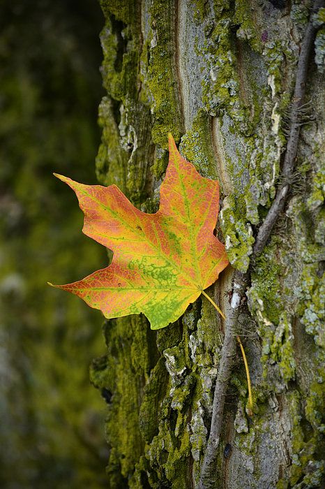 . Fall Leaves Photos, Floor Photography, Animal Portraits, Fall Art, Forest Floor, Watercolor Trees, Autumn Art, Natural Forms, Fall Wallpaper