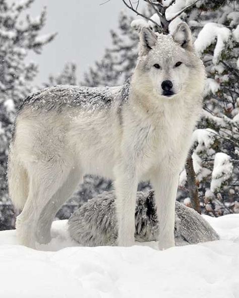 Wolves Photography, Yellowstone Wolves, Wolf World, Snow Wolf, Winter Wolves, Söpö Kissa, Wolf Photography, Arctic Wolf, Wolf Photos