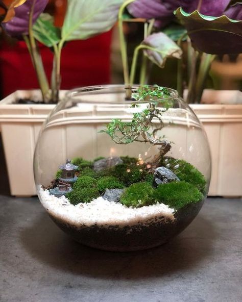 (13) Mossarium - Japanese inspired Terrarium. Inspired by our recent... | Facebook Something New, Urban Garden, Japan Travel, Secret Garden, Terrarium, Japan, Instagram