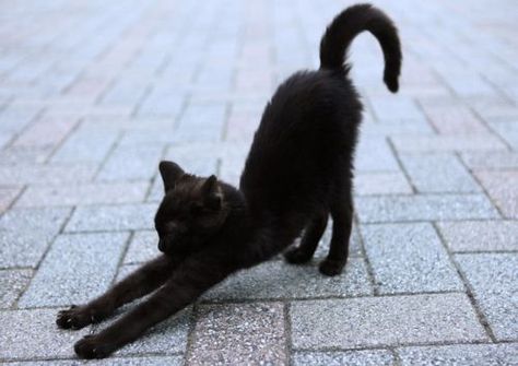 black cat stretching Two Black Cats, Cat Stretching, Image Chat, A Black Cat, Black Kitten, On The Ground, Cats Meow, Black Cats, Crazy Cat Lady