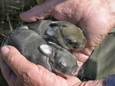 How To Keep A Wild Baby Rabbit Alive — Rabbit Care Tips Wild Baby Rabbits, Warm Water Bottle, Wild Bunny, Baby Rabbits, Rabbit Photos, Bunny Care, Wild Rabbit, Rabbit Eating, Baby Rabbit